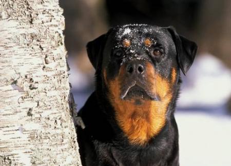 rottweiler