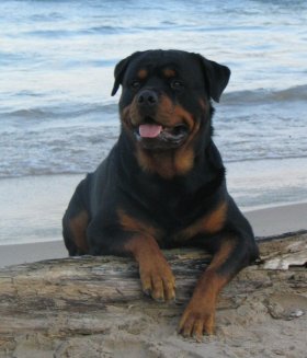 rottweiler