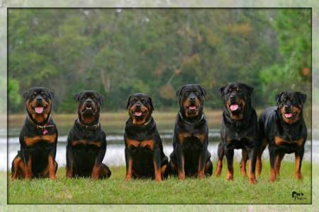 rott